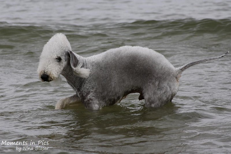 2010-06-26 Arc-en-ciel Arlequin (16).jpg